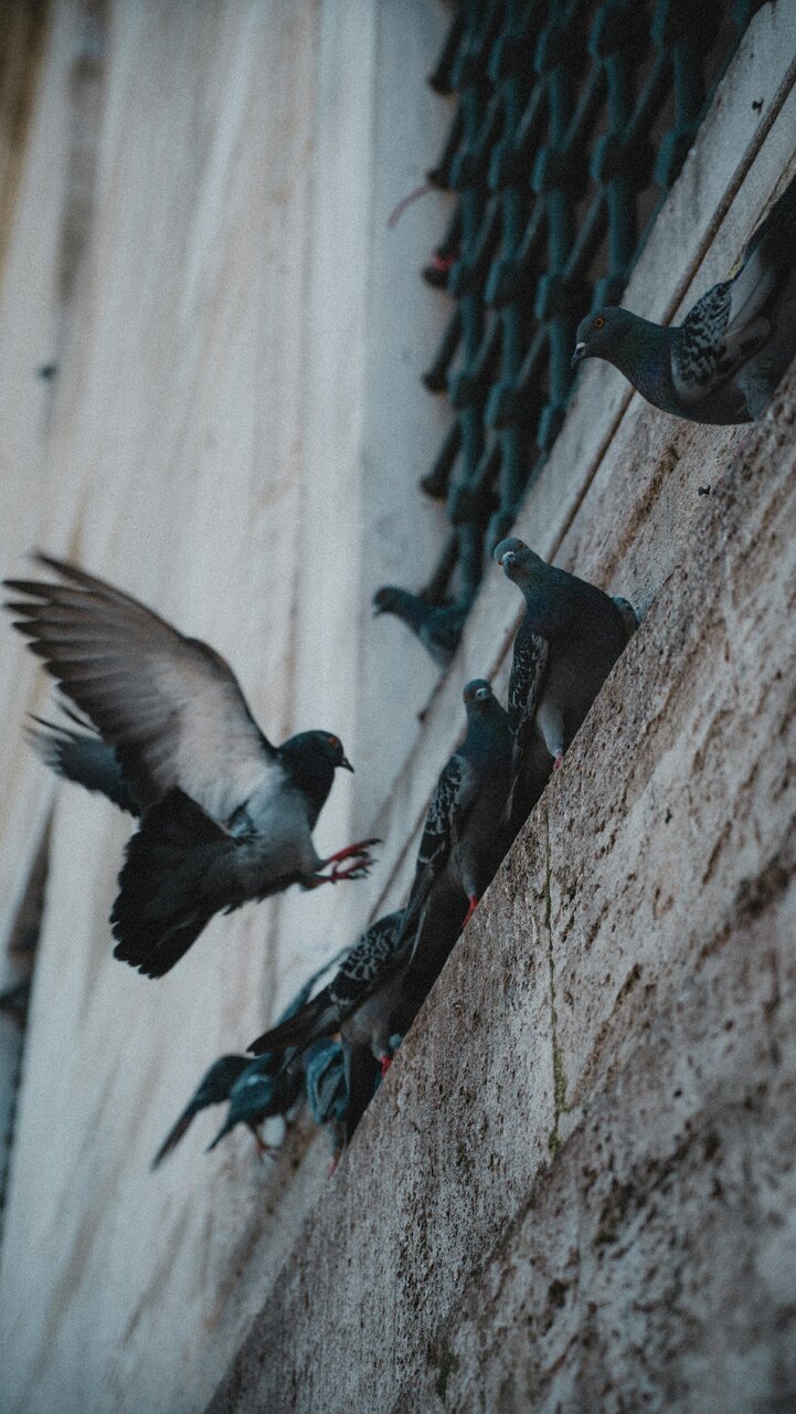 pexels-emre-simsek-27565013-20194598.jpg
