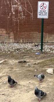 pigeons_sign_350pxls.JPG