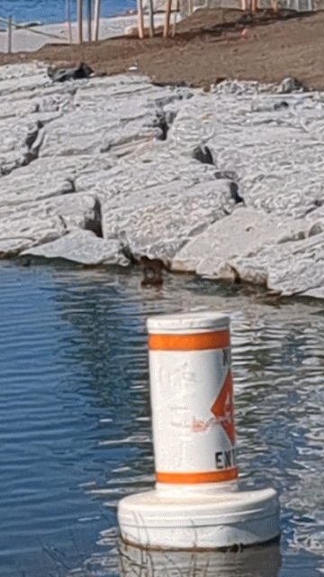 PXL_20260605_135321694_exported_stabilized_1780669604654.gif