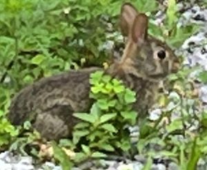 Rabbit2.JPG