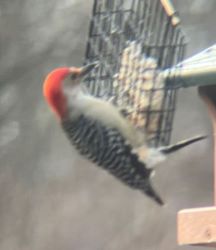 Red_bellied_woodpecker_23Feb2024.JPG