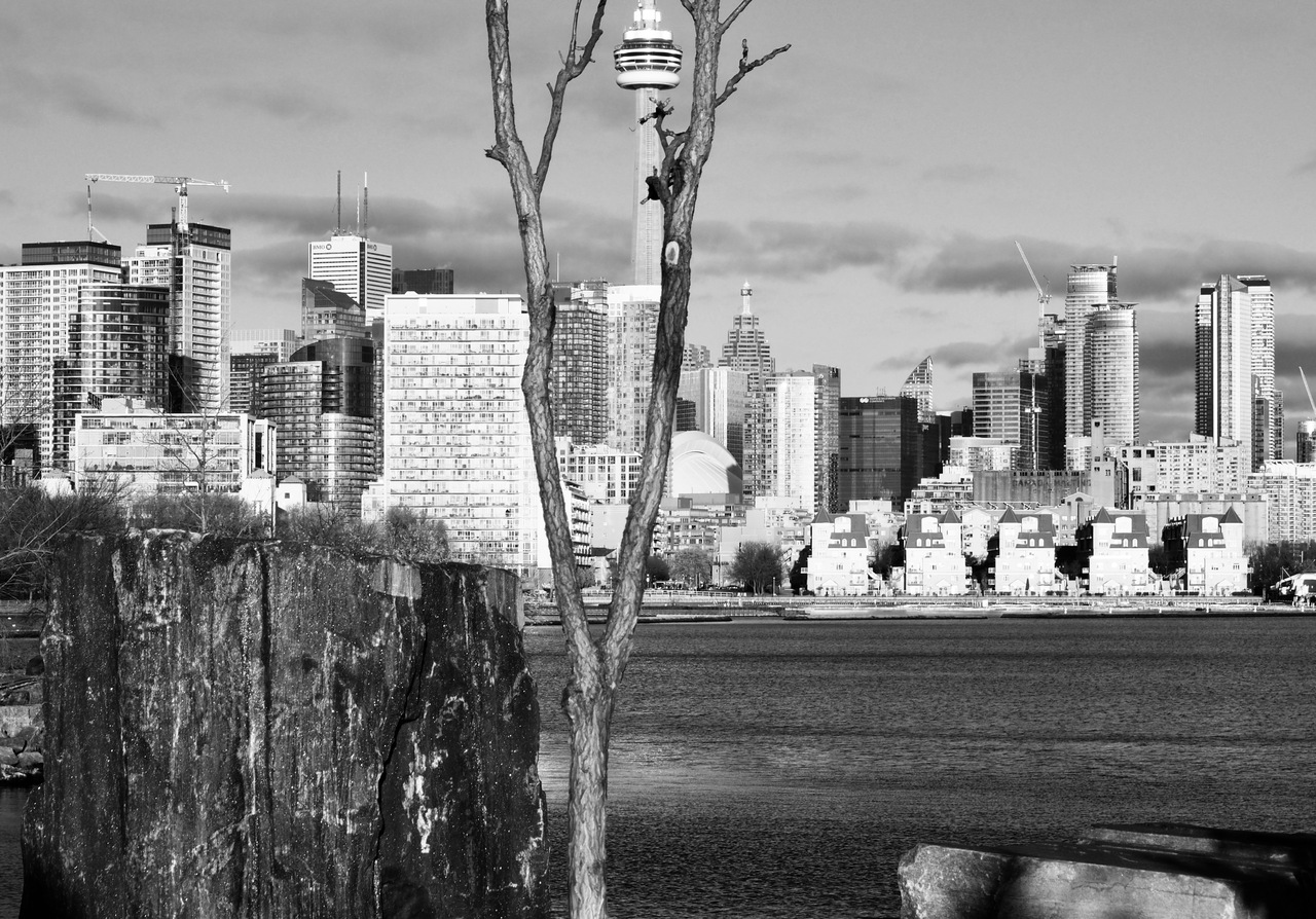 rocks and tree.jpg