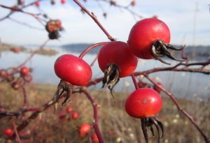 rosehip-300x205.jpg