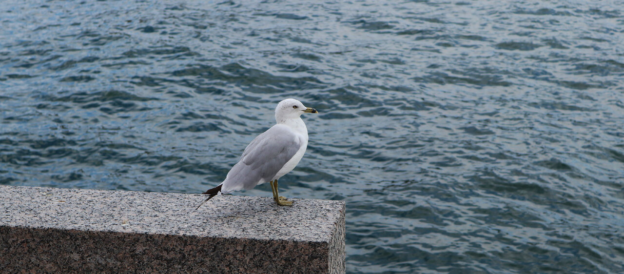Seagull3.jpg