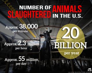 slaughtered animals.jpg
