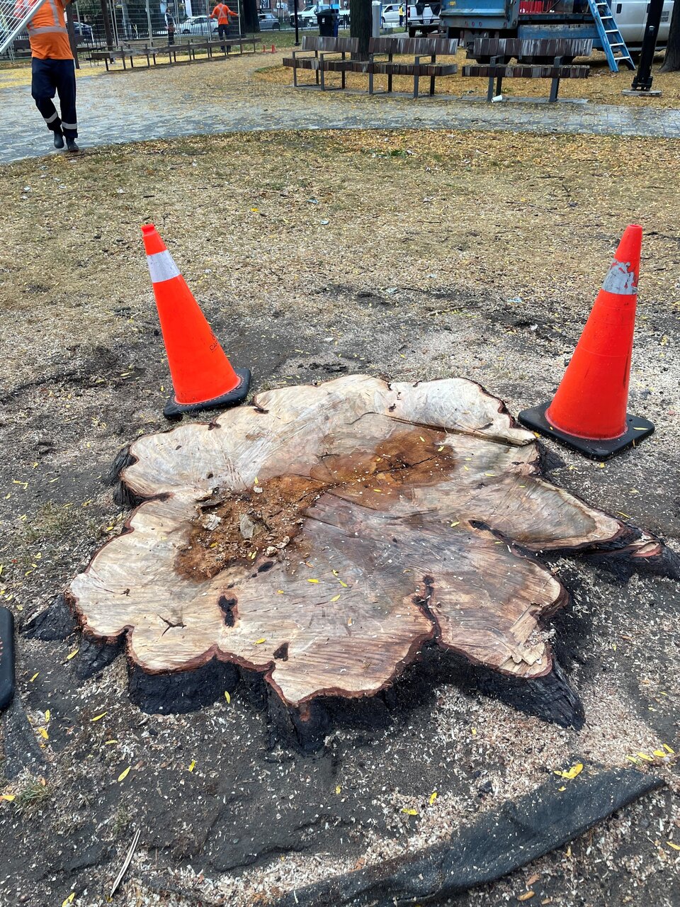 stump.jpg
