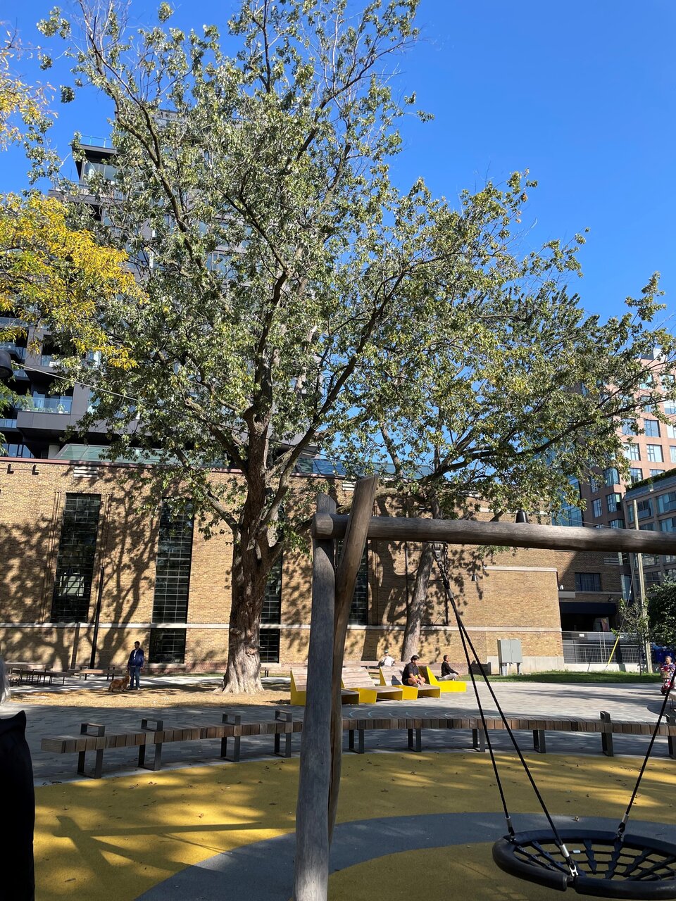 tree.jpg