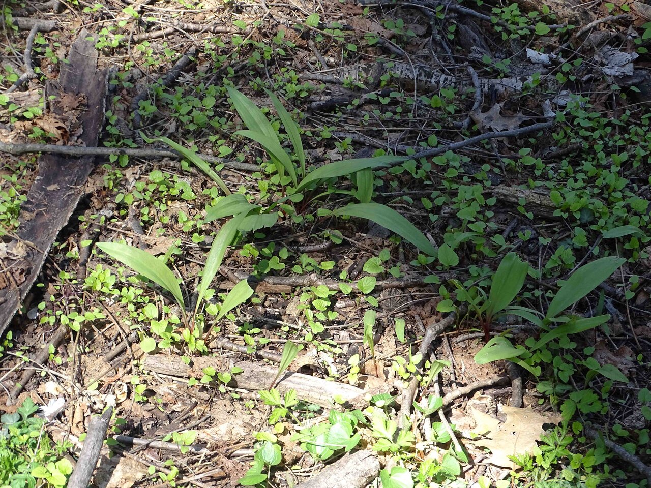 Wild Leek Copy.jpg