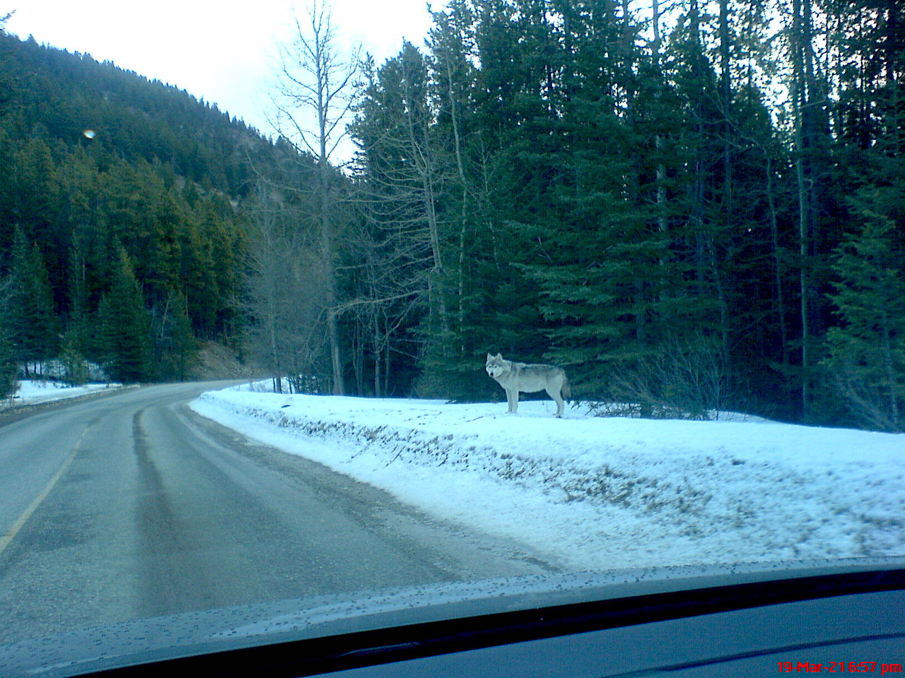 Wolfy mcskierson.JPG