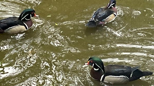 Wood_Ducks.JPG