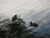 IMG_7080.JPG