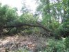 IMG_7354.jpg