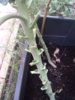 20180804Brusselssprouts.jpg