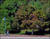 Kew Beach board walk.jpg