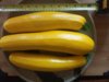 21080810 zucchini harvested.jpg