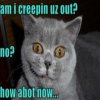 creepy-cat.jpg