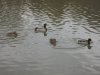 IMG_0540.JPG