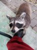 Raccoon_4.jpg