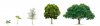 green-levels-tree-stages.jpg