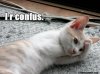 Confused-Cat-Meme-1-610x457_zpsb75e74fe.jpg