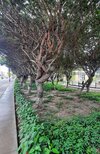 PERU Lima Barranco 50 tangled trees.jpg