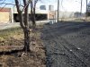 a-tree-grows-in-railbed.jpg