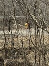 IMG_8964.jpeg