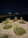 IMG_0203.jpeg