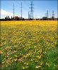 hydro field of dandelions.jpg