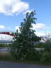 DSC06022a.JPG