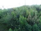 DSC06027a.JPG