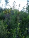 DSC06028a.JPG