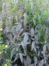 Blue Vervain.JPG