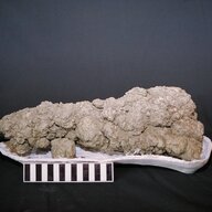 Coprolite