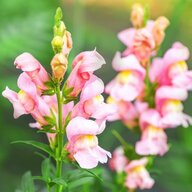 snapdragon