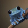 bluetreefrog