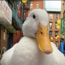 ducky