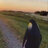 TropicalPenguin