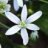 Star_of_Bethlehem